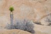 Joshua Tree and rock by Bruce Haanstra