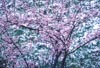 Spring Snow and Cherry Blossoms by Bruce Haanstra